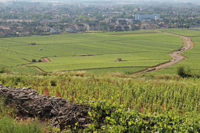 View towards Beaune from Vineyards